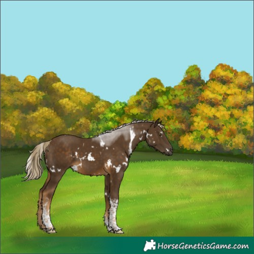 Horse Color:White Spotted Chocolate Palomino Tobiano 