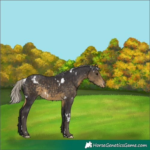 Horse Color:White Spotted Silver Smoky Black Varnish Rabicano 