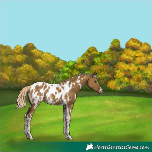 Horse Color:White Spotted Chocolate Palomino Dun Tobiano Blanket 