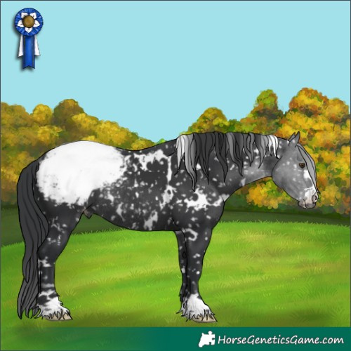 Horse Color:White Spotted Black Appaloosa Rabicano 