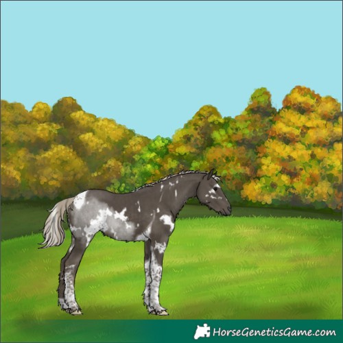Horse Color:White Spotted Silver Smoky Black Tobiano 