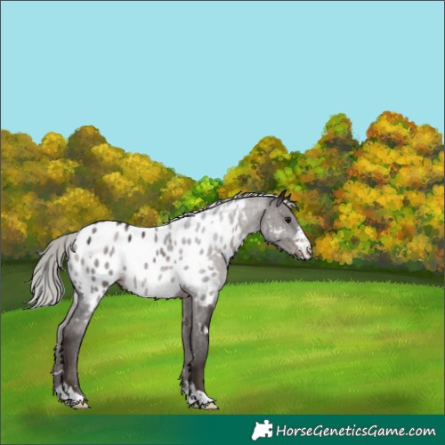 Horse Color:White Spotted Silver Brown Appaloosa 