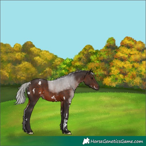 Horse Color:White Spotted Silver Brown 