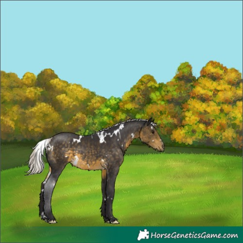 Horse Color:White Spotted Silver Buckskin 