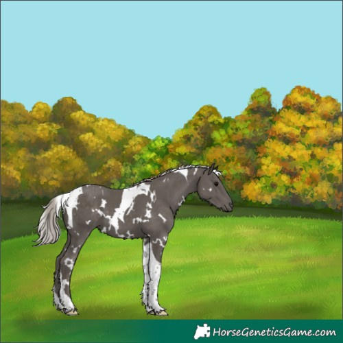 Horse Color:White Spotted Silver Black Tobiano 