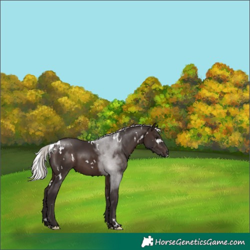 Horse Color:White Spotted Silver Brown 