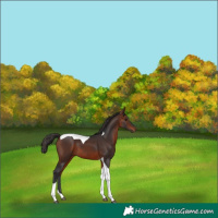 Horse Color:Bay Tobiano