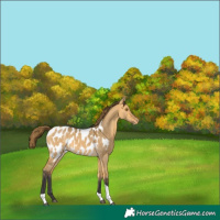 Horse Color:Buckskin Dun Tobiano Appaloosa 