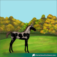 Horse Color:Void Liver Red Dun Splash Rabicano 