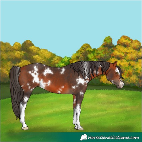 Horse Color:White Spotted Bay 