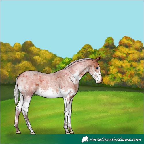 Horse Color:Silver Bay Roan Splash 