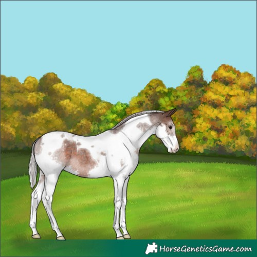 Horse Color:Silver Brown Roan Splash Tobiano 