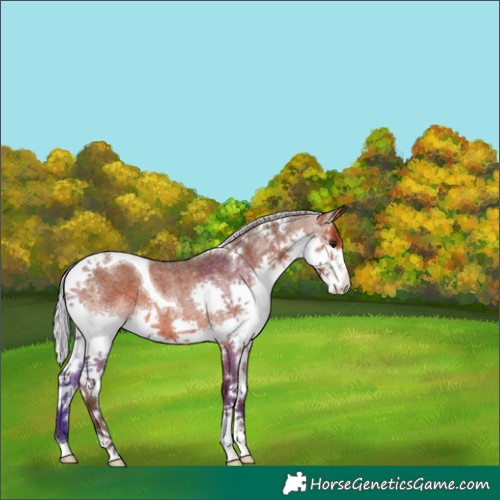 Horse Color:Silver Brown Roan Splash Tobiano 