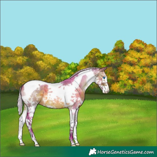 Horse Color:Watercolor Silver Brown Roan Splash Tobiano Varnish 