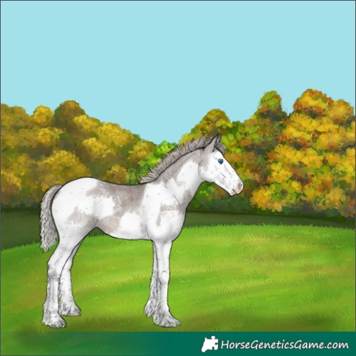 Horse Color:Silver Blue Roan Splash Tobiano 