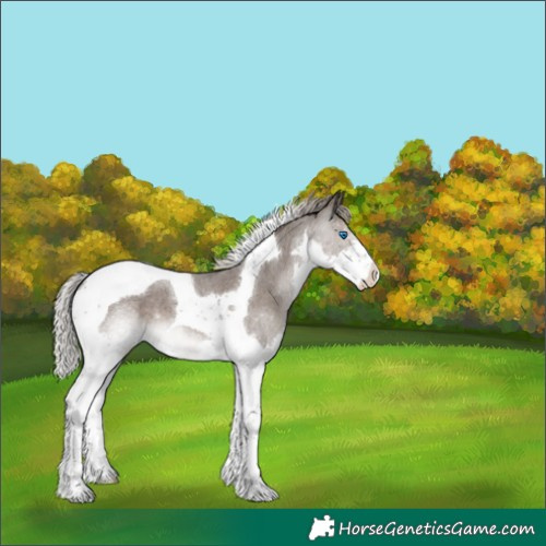 Horse Color:Silver Blue Roan Splash Tobiano Varnish 