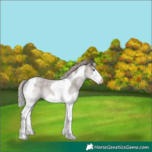 Horse Color:Silver Blue Roan Splash Tobiano Varnish 