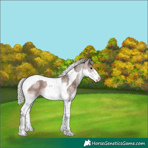 Horse Color:Silver Blue Roan Splash Tobiano 
