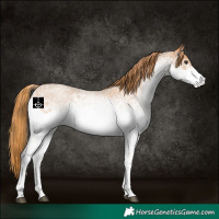 Horse Color:White Spotted Red Roan 