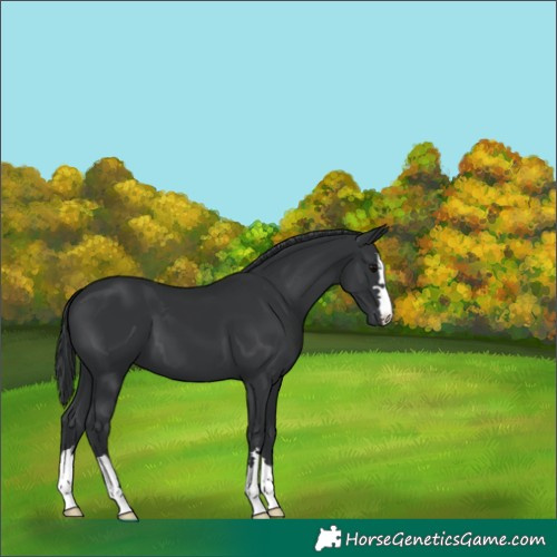 Horse Color:Black 