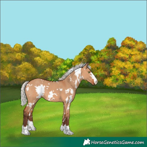 Horse Color:White Spotted Silver Bay Dun 