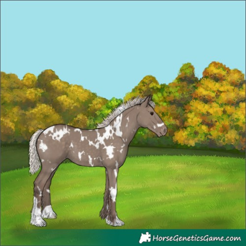 Horse Color:White Spotted Silver Grullo Appaloosa 