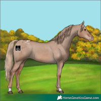 Horse Color:Red Dun Appaloosa 