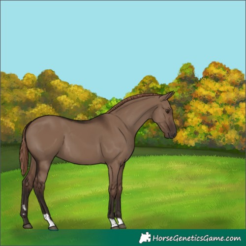 Horse Color:Liver Red Dun Tobiano 