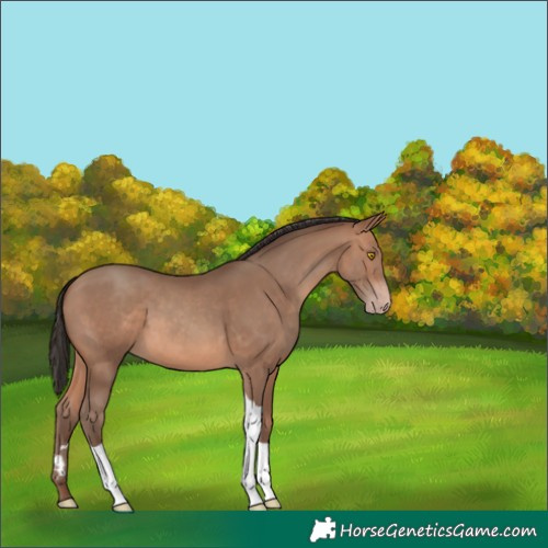 Horse Color:Sable Champagne Tobiano 