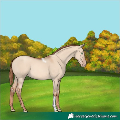 Horse Color:Gold Champagne Dun Tobiano 