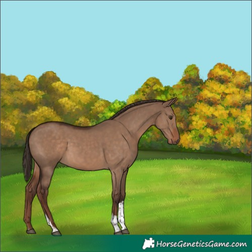 Horse Color:Liver Red Dun Tobiano 