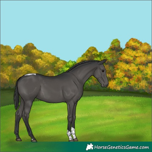 Horse Color:Black Tobiano 