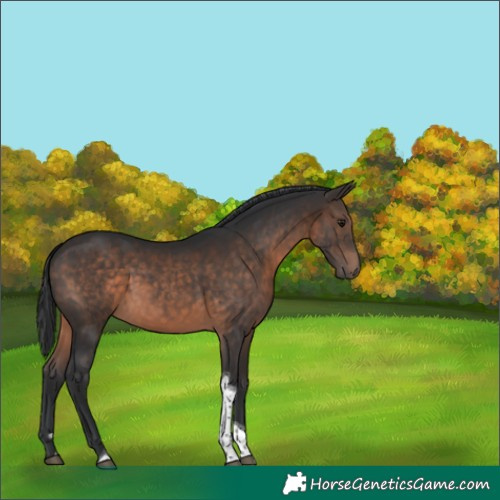 Horse Color:Brown Tobiano 