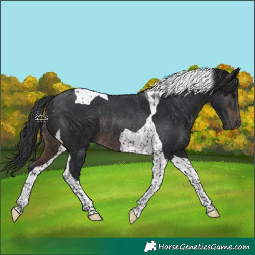 Horse Color:Brown Tobiano Rabicano 