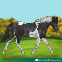 Horse Color:Brown Tobiano Rabicano 
