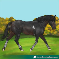 Horse Color:Bay Tobiano Rabicano