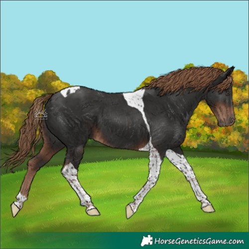 Horse Color:Liver Chestnut Tobiano 