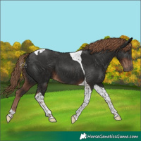 Horse Color:Liver Chestnut Tobiano 