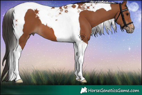 Horse Color:Bay Tobiano 