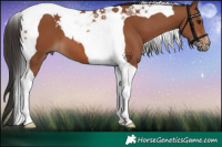Horse Color:Bay Tobiano 