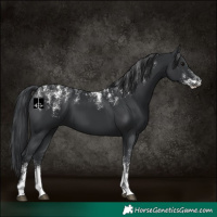 Horse Color:Powder White Black 