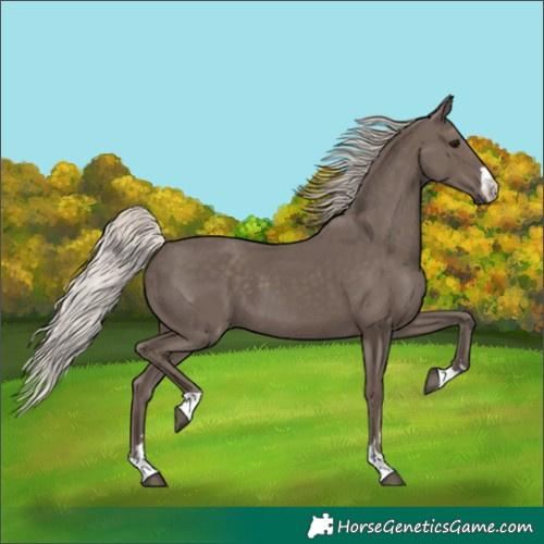 Horse Color:Silver Black 