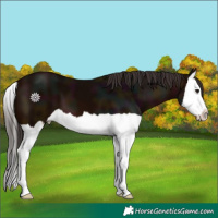 Horse Color:Midnight Bay Splash 