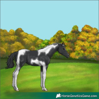 Horse Color:Black Tobiano 