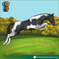 Horse Color:Black Tobiano 