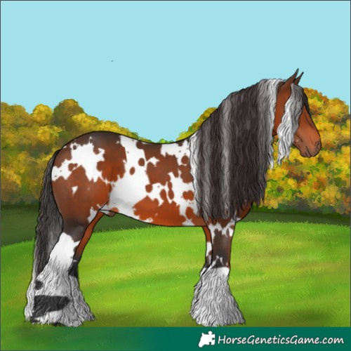 Horse Color:White Spotted Brown 