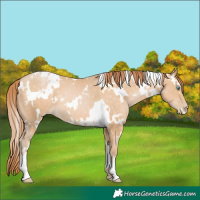 Horse Color:White Spotted Buckskin Pearl 
