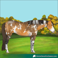 Horse Color:White Spotted Buckskin Sabino 