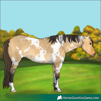 Horse Color:White Spotted Buckskin Dun 