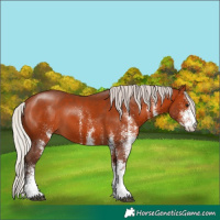 Horse Color:White Spotted Silver Bay 